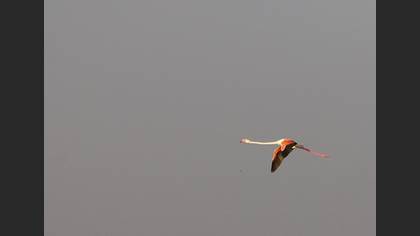 Flamingo