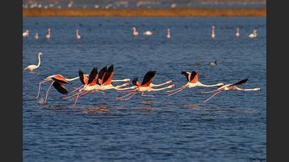 Flamingo