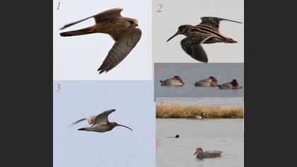 Tanımsız