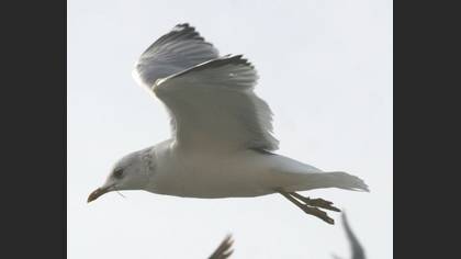 Tanımsız