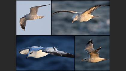 Tanımsız