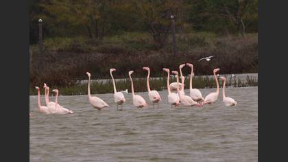 Flamingo