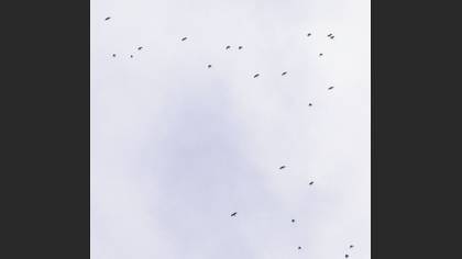 Kırmızıgagalı Dağ Kargası