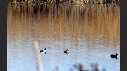 Yeşilbaş
