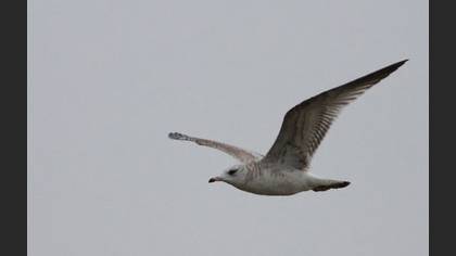 Küçük Gümüş Martı