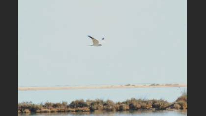 Tanımsız