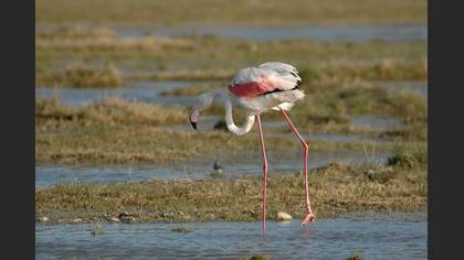 Flamingo