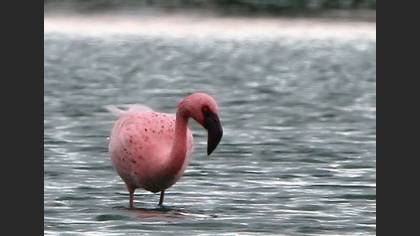 Küçük Flamingo