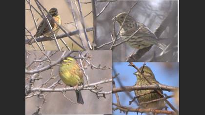 Tanımsız