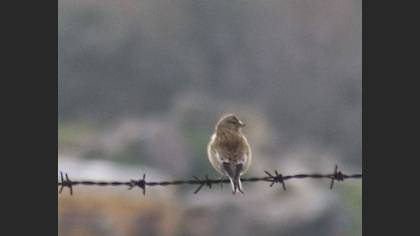 Ketenkuşu