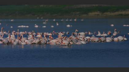 Flamingo