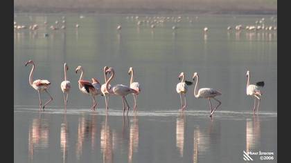 Flamingo