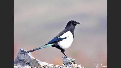 Saksağan
