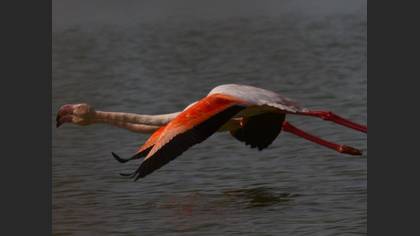 Flamingo