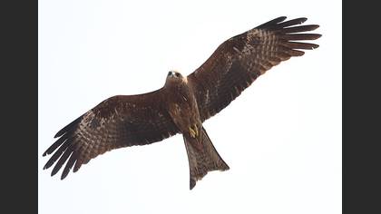 Tanımsız