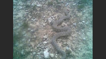 Tanımsız