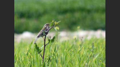 Tanımsız