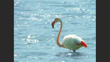 Flamingo