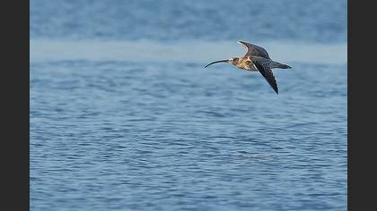 Kervançulluğu