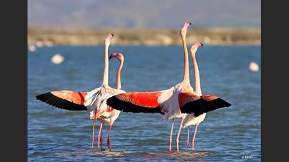 Flamingo