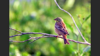 Tanımsız