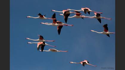 Flamingo
