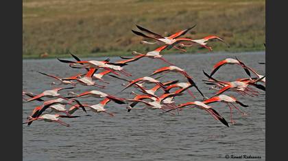 Flamingo