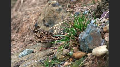 Tanımsız