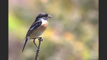 Taşkuşu
