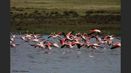 Flamingo