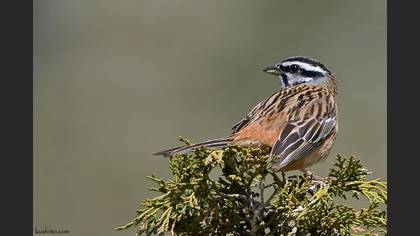 Kaya Kirazkuşu