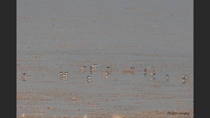 Sakarca