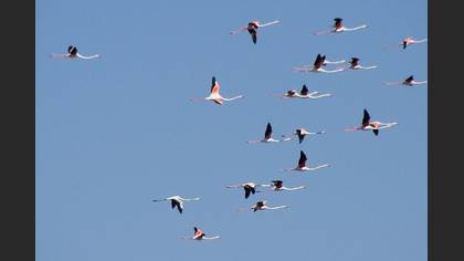 Flamingo