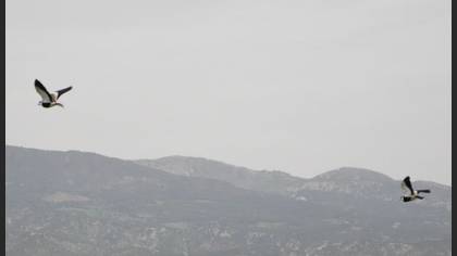Mahmuzlu Kızkuşu