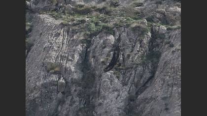Kaya Kartalı