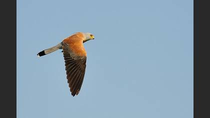 Küçük Kerkenez