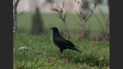 Ekin Kargası