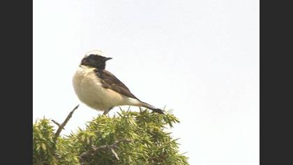 Karakulaklı Kuyrukkakan