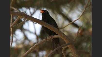 Karatavuk