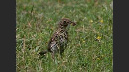 Öter Ardıç
