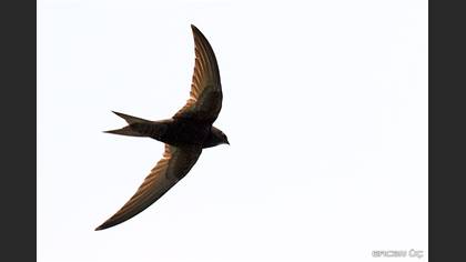 Ebabil