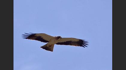 Küçük Kartal