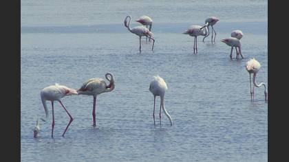 Flamingo