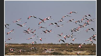 Flamingo