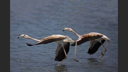 Flamingo