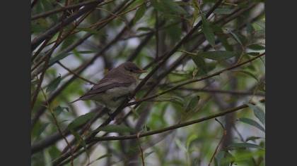 Tanımsız