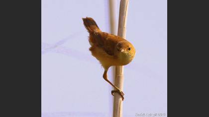 Saz Kamışçını