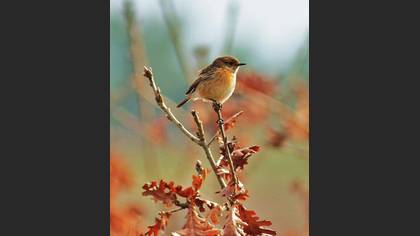 Taşkuşu