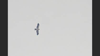 Küçük Kartal