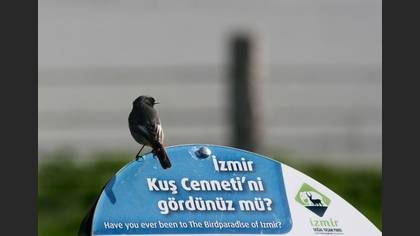 Tanımsız